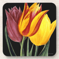 Tulpe (Tulipa Gesneriana)