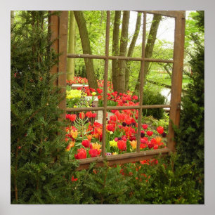 Tulpefensterdruck Poster