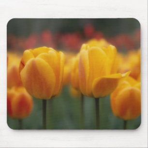 Tulpen 2 mousepad