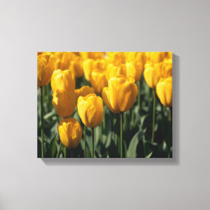 Tulpen 3 leinwanddruck