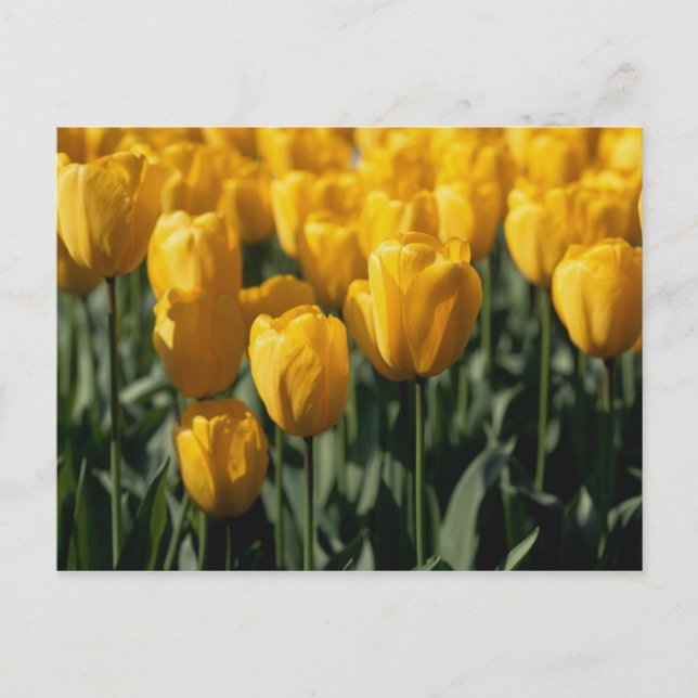 Tulpen 3 postkarte (Vorderseite)