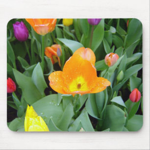 Tulpen am Eden-Projekt, Cornwall, Großbritannien Mousepad