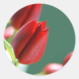 Tulpen Aufkleber