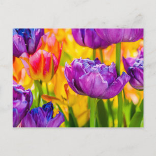 Tulpen bezaubernd tiefrosa postkarte