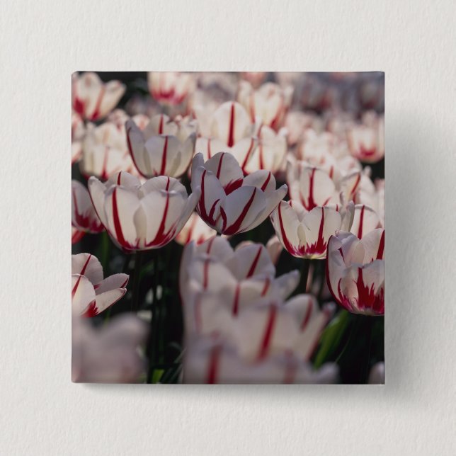 Tulpen Button (Vorderseite)