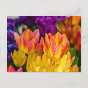 Tulpen Enchanting 16 Postkarte