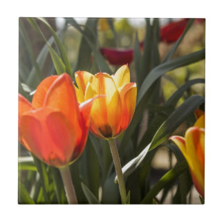 Tulpen Fliese