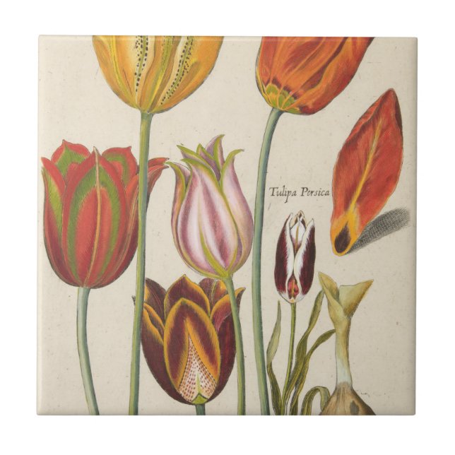 Tulpen Fliese (Vorderseite)
