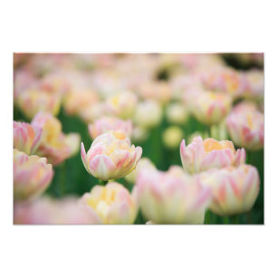 Tulpen-Foto-Druck Fotodruck