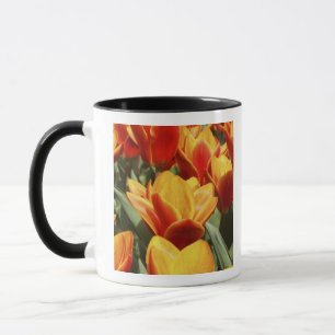 Tulpen gibt es im Keukenhof-Garten, Holland in Hül Tasse