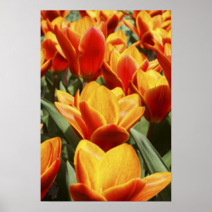 Tulpen gibt es im Keukenhof-Garten, Holland. Poster