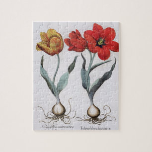 Tulpen: globosa 1.Tulipa serotina cinnabrio colore