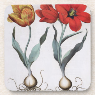 Tulpen: globosa 1.Tulipa serotina cinnabrio colore Getränkeuntersetzer