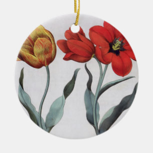 Tulpen: globosa 1.Tulipa serotina cinnabrio colore Keramik Ornament