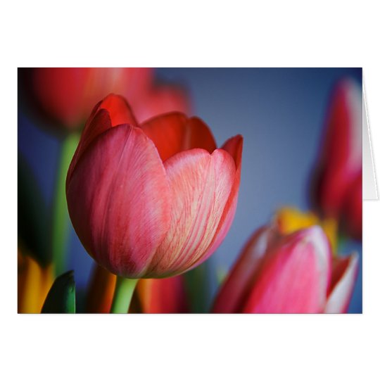 Tulpen • Gruß-Karte Karte