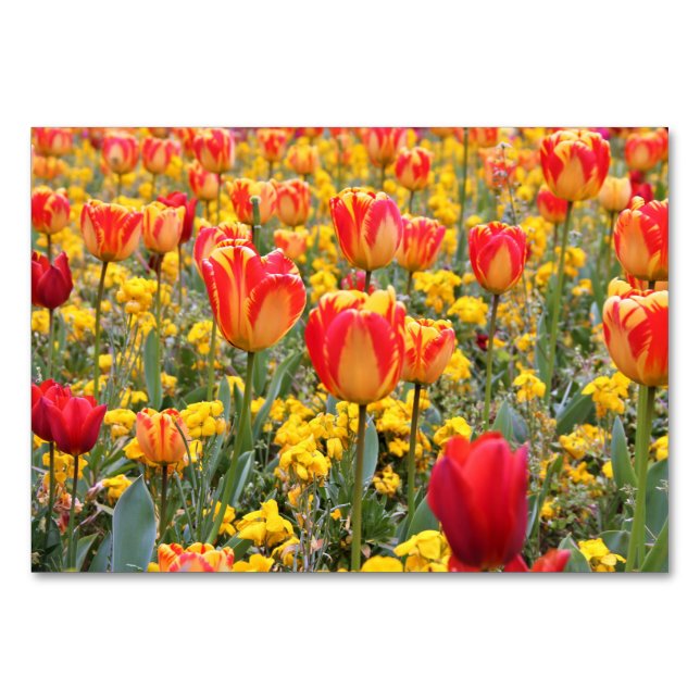 Tulpen, hell und farbig gelb und rot tischnummer (Vorderseite)