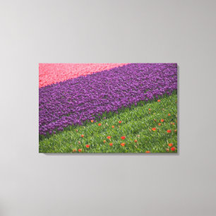 Tulpen im Keukenhof-Garten, Amsterdam, 2 Leinwanddruck