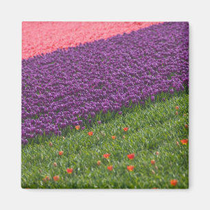 Tulpen im Keukenhof-Garten, Amsterdam, 3 Magnet