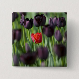 Tulpen im Keukenhof-Garten, Amsterdam, Button