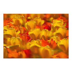 Tulpen im Keukenhof-Garten, Amsterdam, Fotodruck