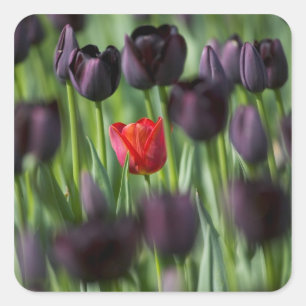 Tulpen im Keukenhof-Garten, Amsterdam, Quadratischer Aufkleber