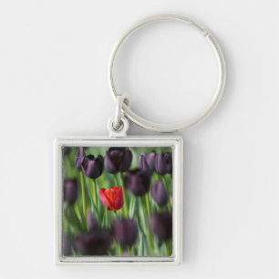 Tulpen im Keukenhof-Garten, Amsterdam, Schlüsselanhänger