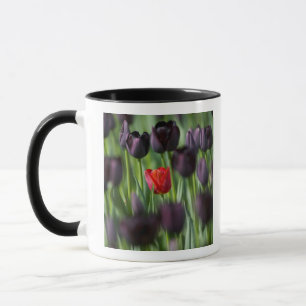 Tulpen im Keukenhof-Garten, Amsterdam, Tasse