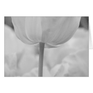 Tulpen im Keukenhof-Garten, Holland.
