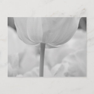 Tulpen im Keukenhof-Garten, Holland. Postkarte