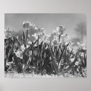 Tulpen in Blüte Poster