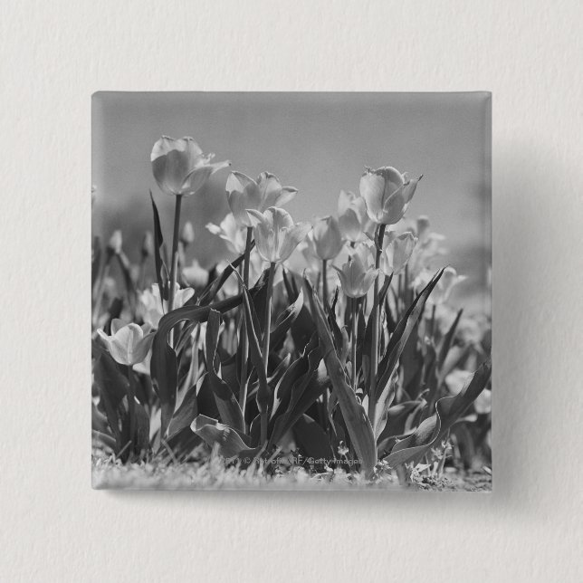 Tulpen in der Blüte Button (Vorderseite)