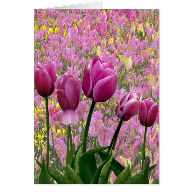 Tulpen in einem Garten (Vorne)