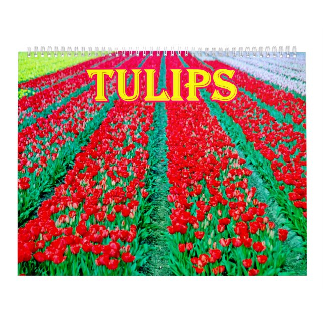 Tulpen Kalender (Titelbild)