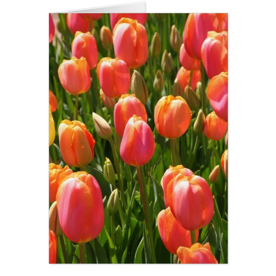 Tulpen Karte