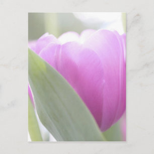 Tulpen, Keukenhoff-Gärten, Niederlande. 2 Postkarte