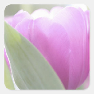 Tulpen, Keukenhoff-Gärten, Niederlande. 2 Quadratischer Aufkleber