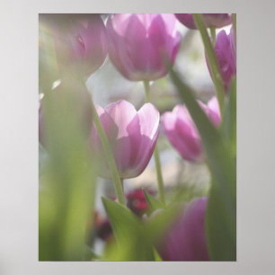 Tulpen, Keukenhoff-Gärten, Niederlande. Poster