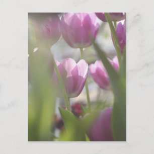 Tulpen, Keukenhoff-Gärten, Niederlande. Postkarte