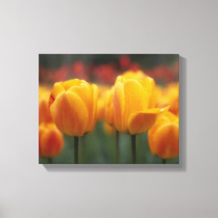 Tulpen Leinwanddruck