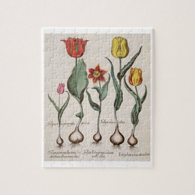 Tulpen: lutea 1.Tulipa maculis rubens; Au 2.Tulipa (Vertikal)