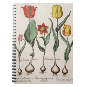 Tulpen: lutea 1.Tulipa maculis rubens; Au 2.Tulipa Notizblock