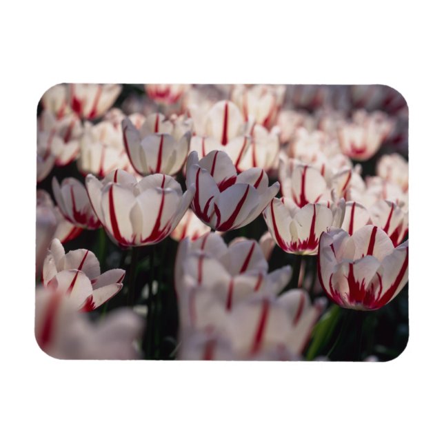 Tulpen Magnet (Horizontal)
