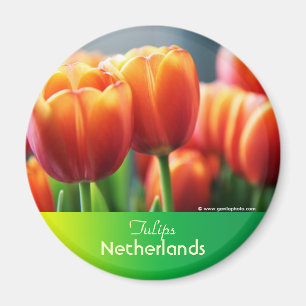 Tulpen Magnet