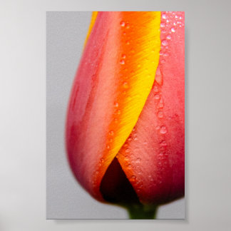 Tulpen mit Regentropfen Poster