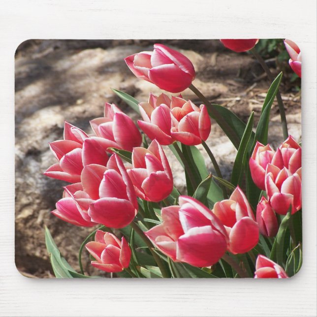 Tulpen Mousepad (Vorne)