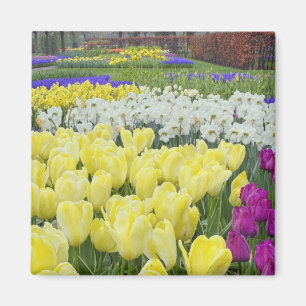 Tulpen, Narzissen und Traubenhyazinthenblüten, Magnet