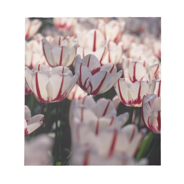 Tulpen Notizblock (Vorderseite)