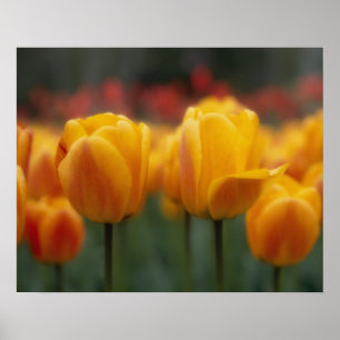 Tulpen Poster
