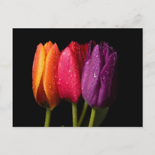 Tulpen Postkarte (Vorderseite)