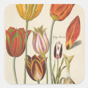 Tulpen Quadratischer Aufkleber